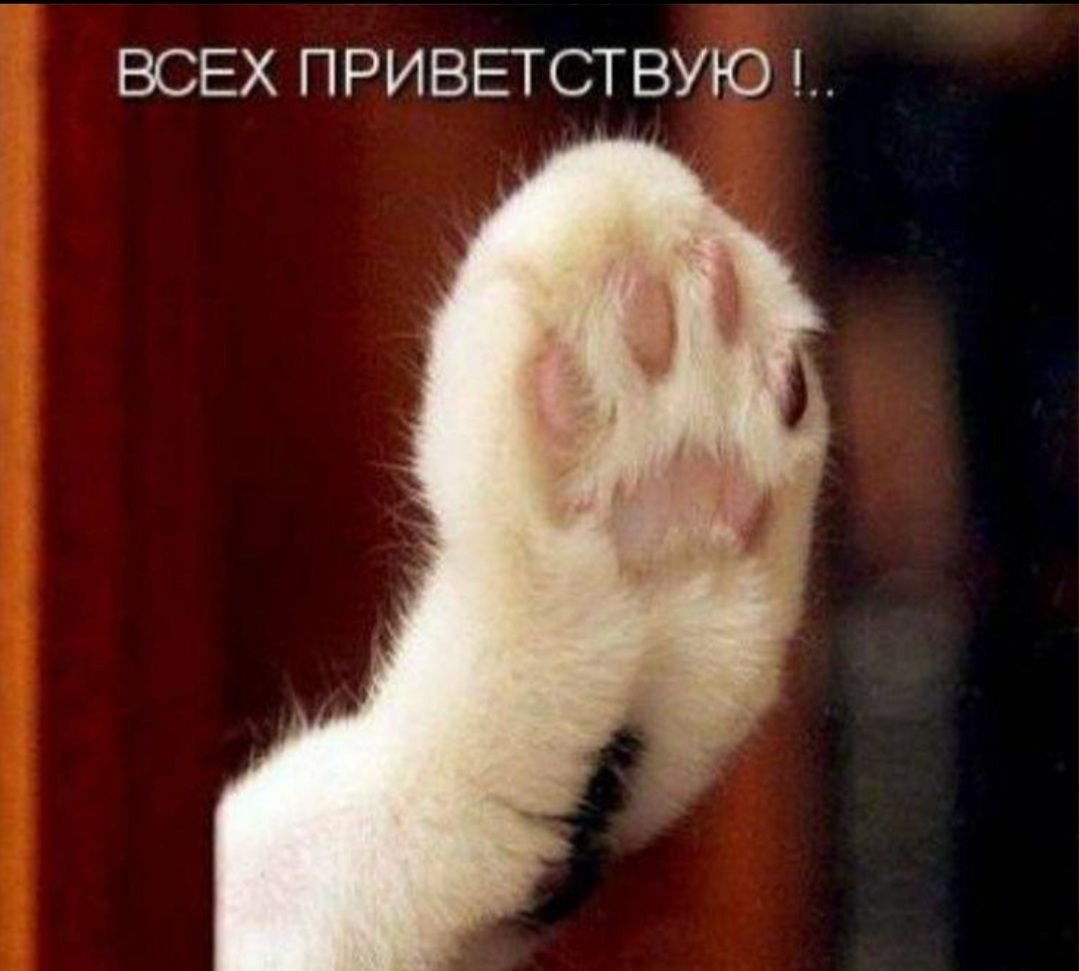 Котик hello. Кот приветствует. Приветствую всех. Прикольные приветствия. Кот привет.
