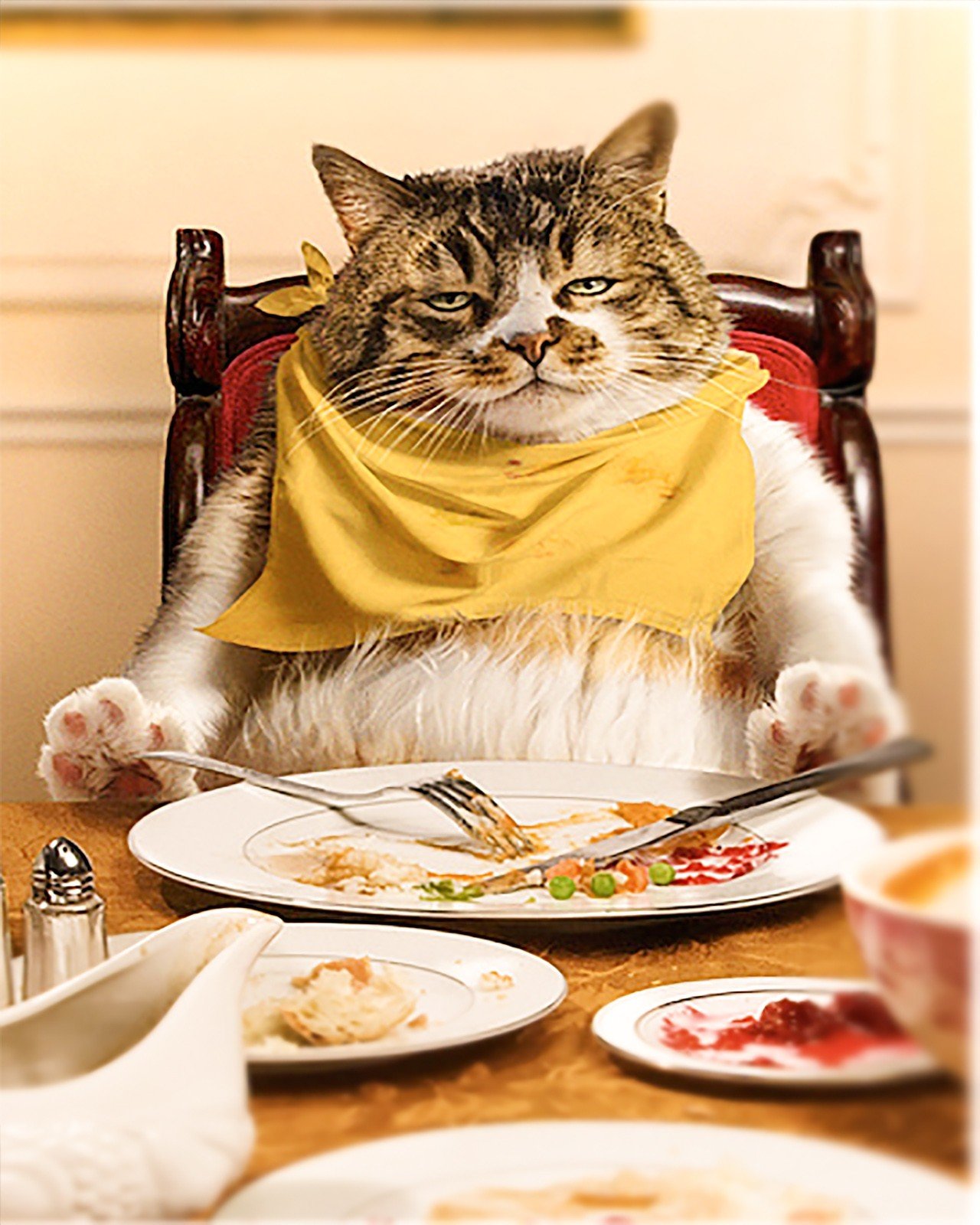 Обожаю вкусно. Кот кушает. Кошка завтракает. Кот жрет. Кот обедает.