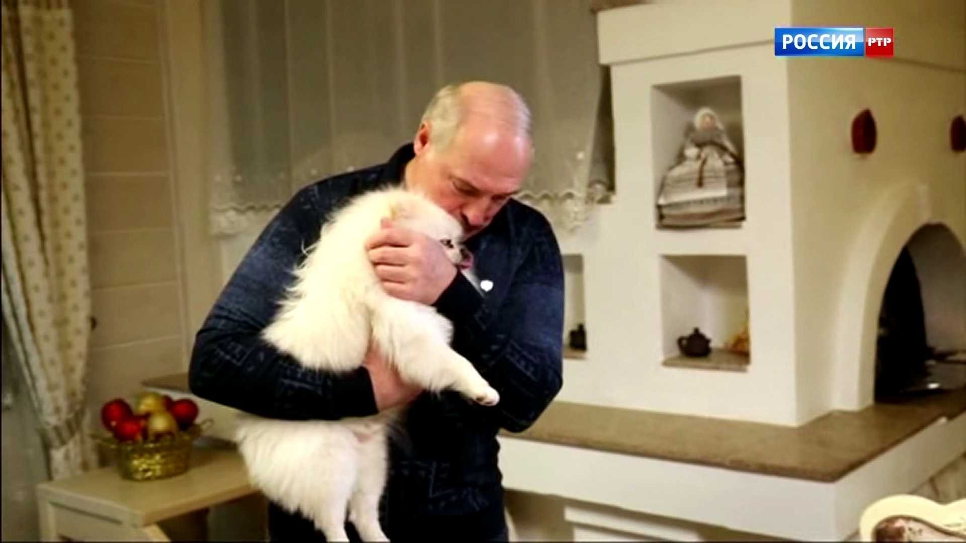 Бегающий по столу во время интервью шпиц Лукашенко стал мемом в Сети