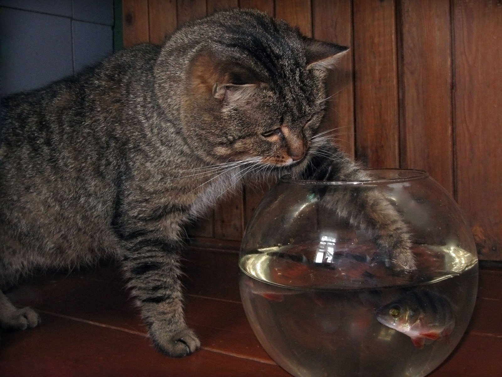Вечером хочется пить. Котенок и аквариум. Коты в аквариуме. Кот с рыбой. Кот с рыбой в лапах.